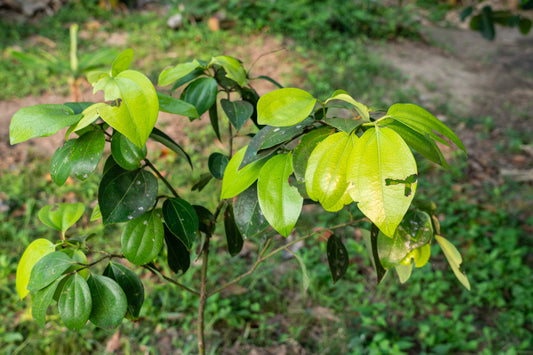 From Tree to Table: The Fascinating Journey of Organic Spices - Organic Spice Shop