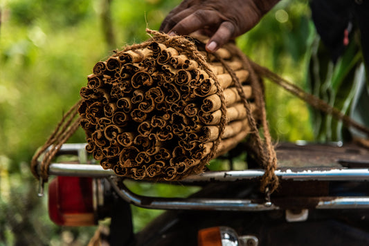 Harvesting True Cinnamon: The Story of Ceylon Spice