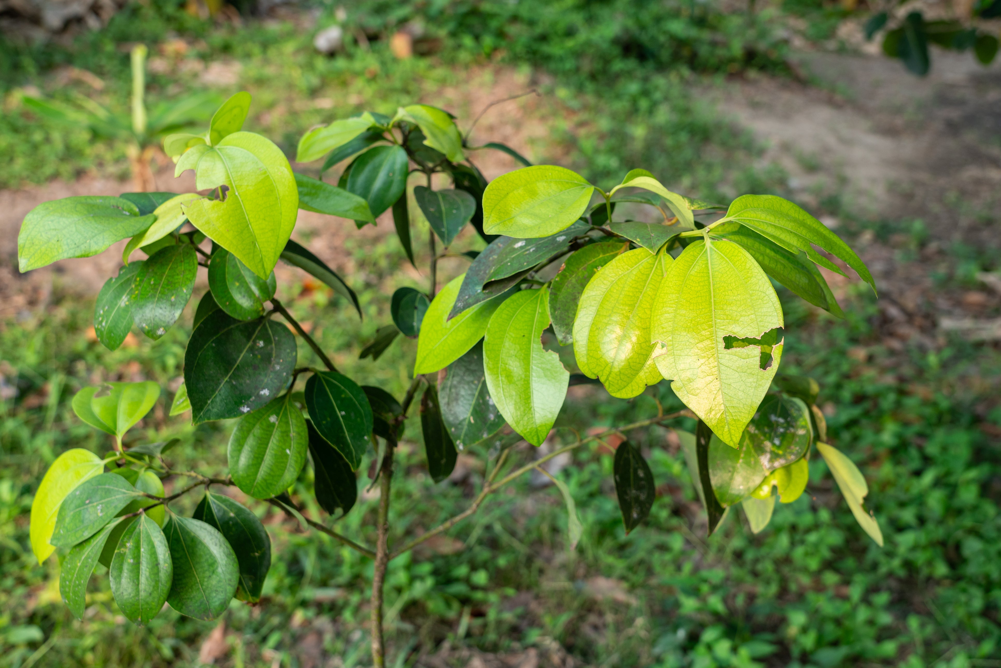 From Tree to Table: The Fascinating Journey of Organic Spices – Organic ...